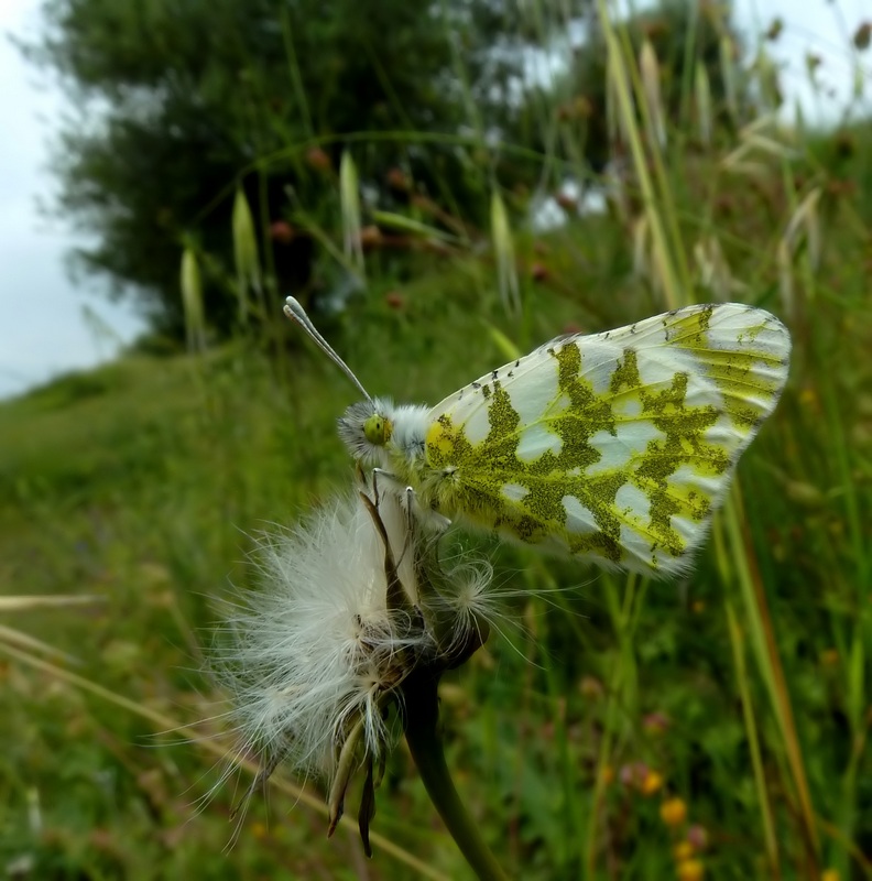 farfalle e uliveti